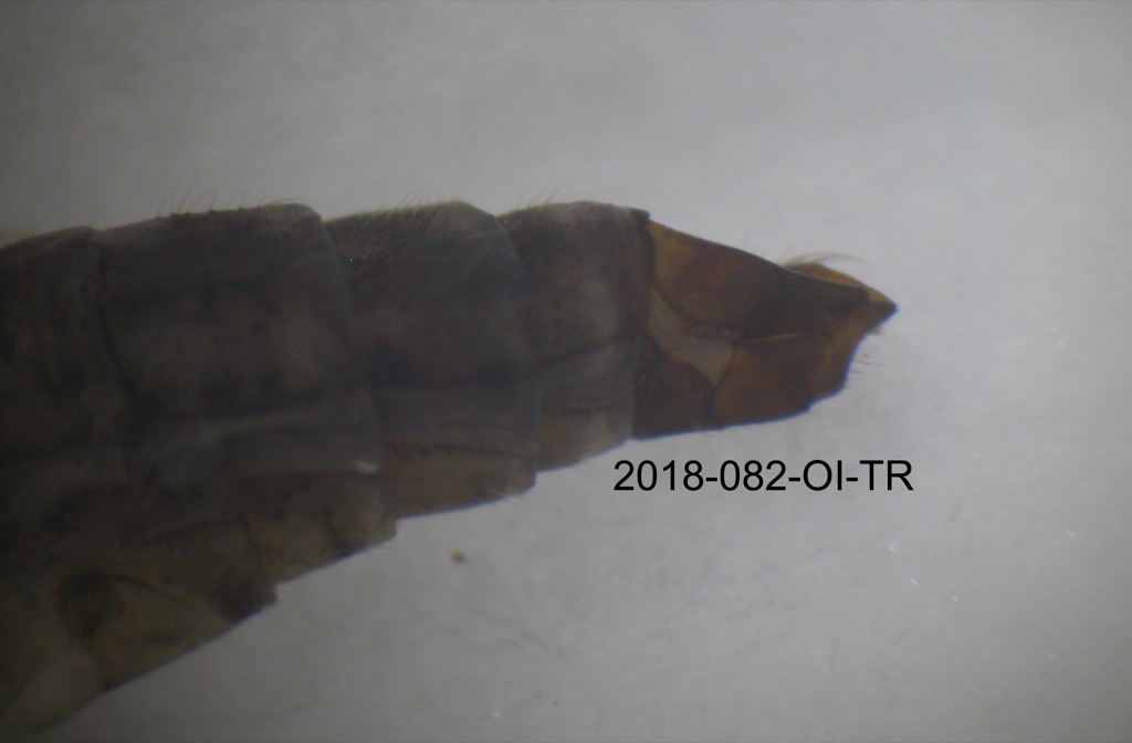 genitalia lateral
