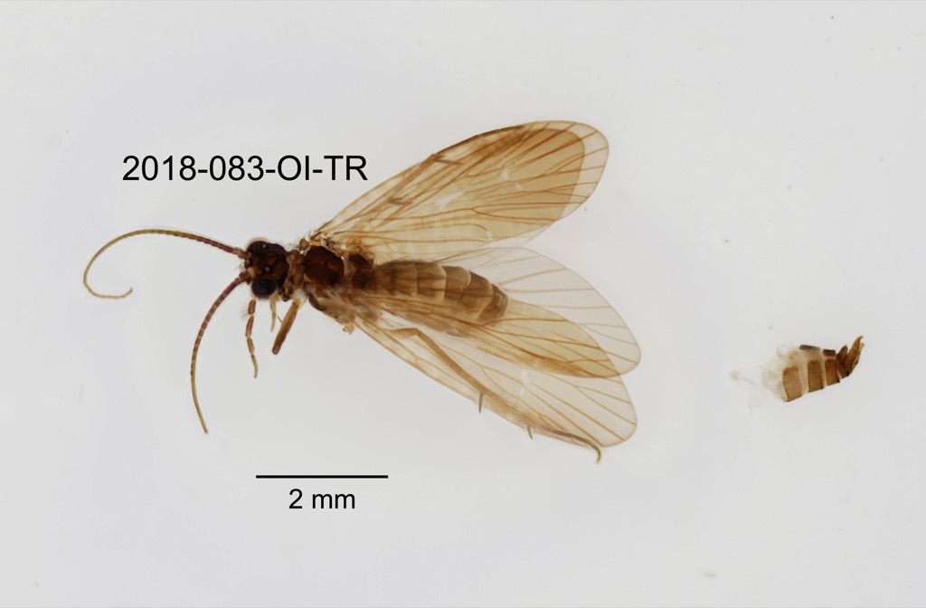 dorsal