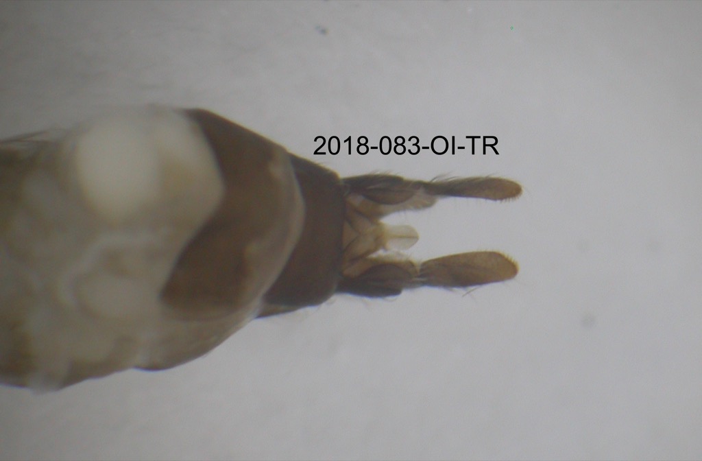 genitalia dorsal