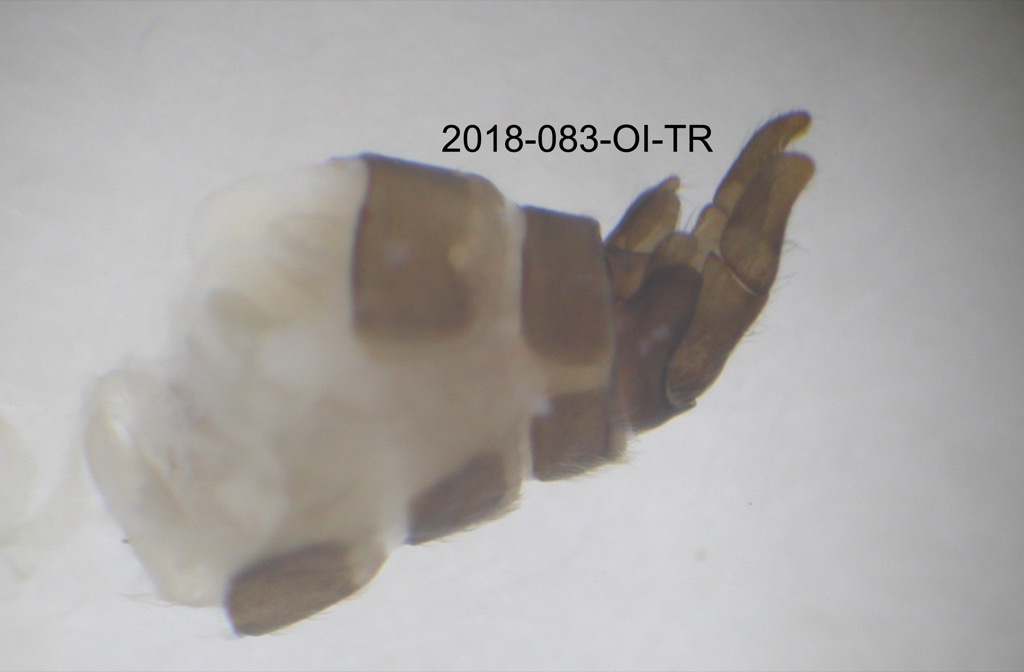 genitalia lateral