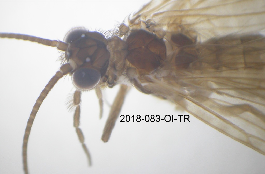 head and thorax dorsal