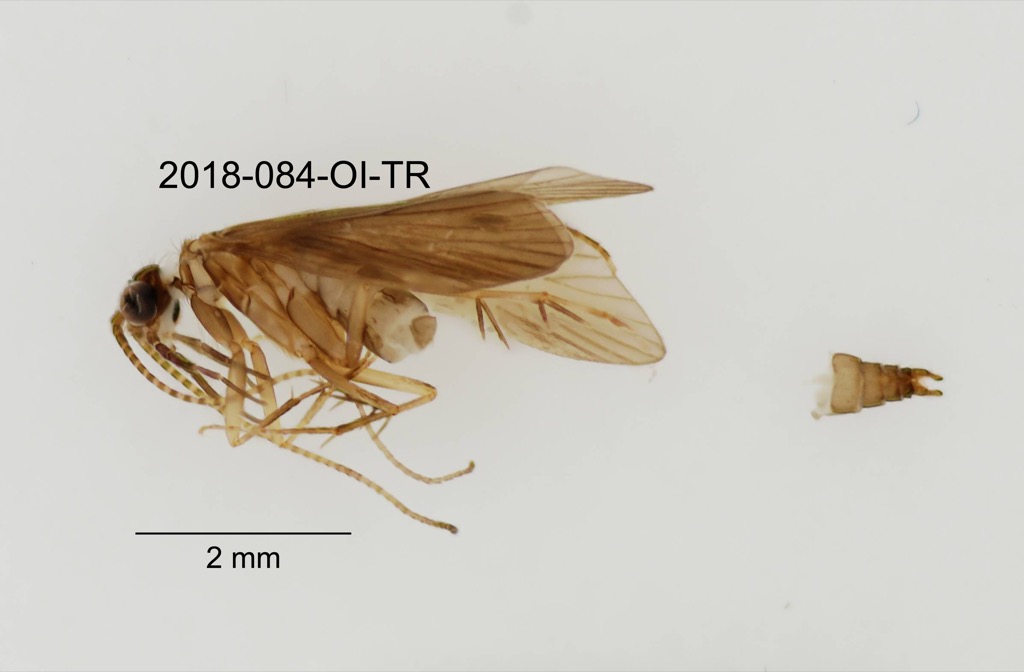 lateral