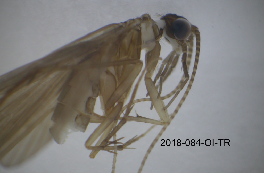lateral