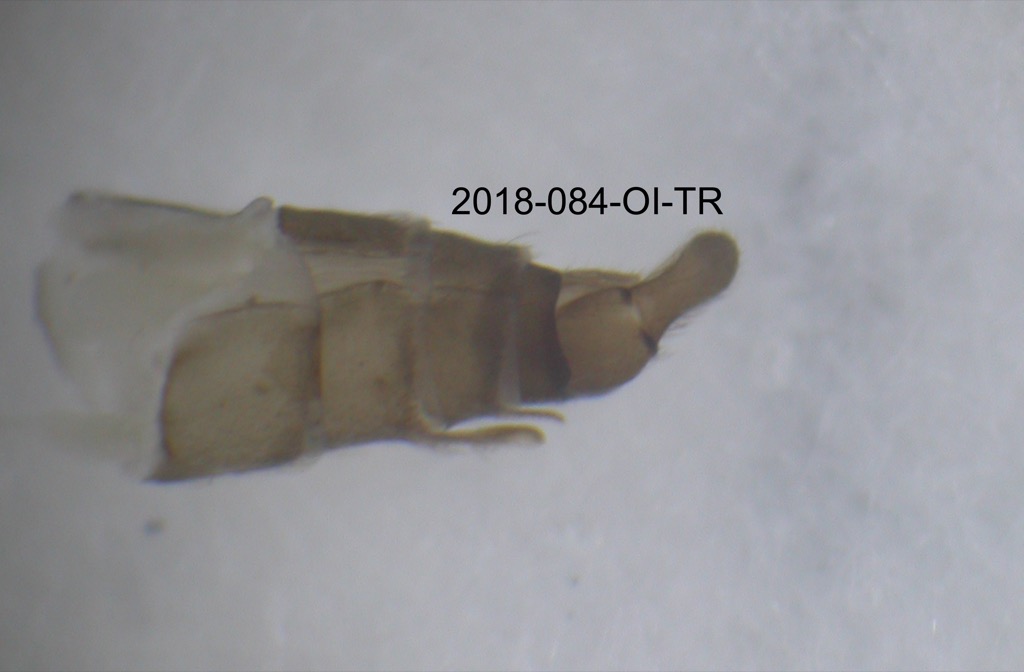 genitalia lateral