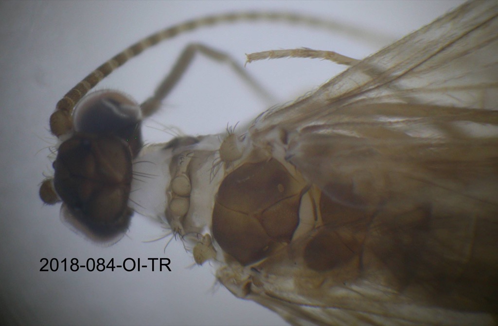 head and thorax dorsal