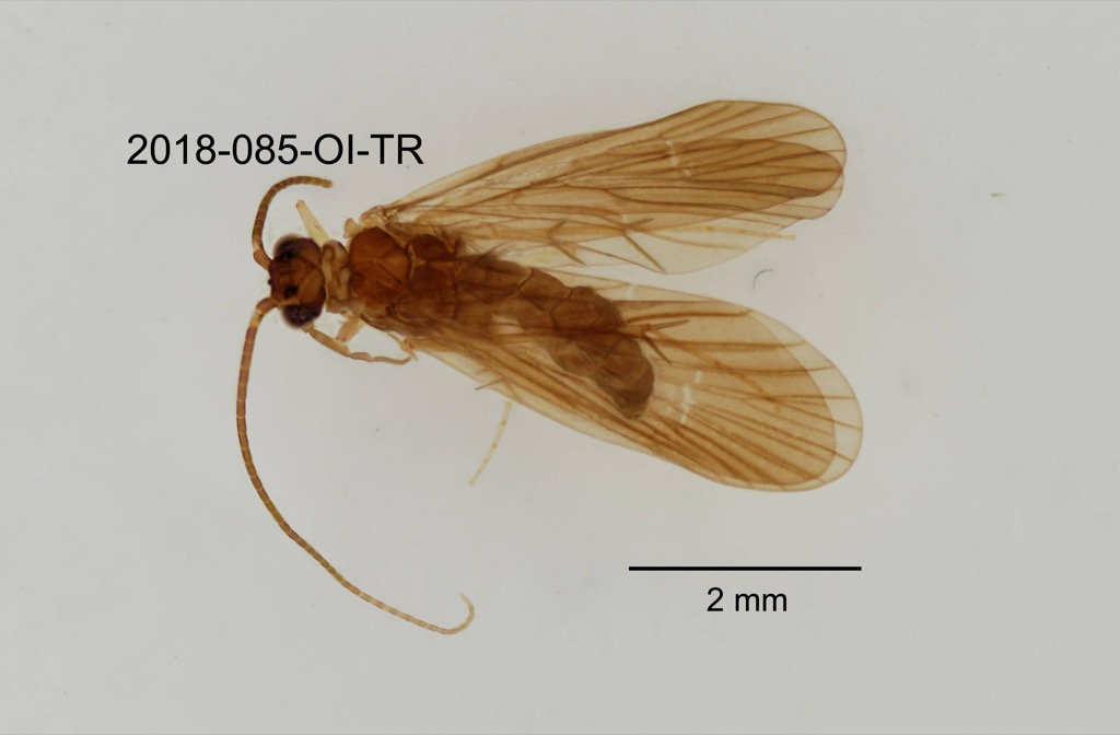 dorsal