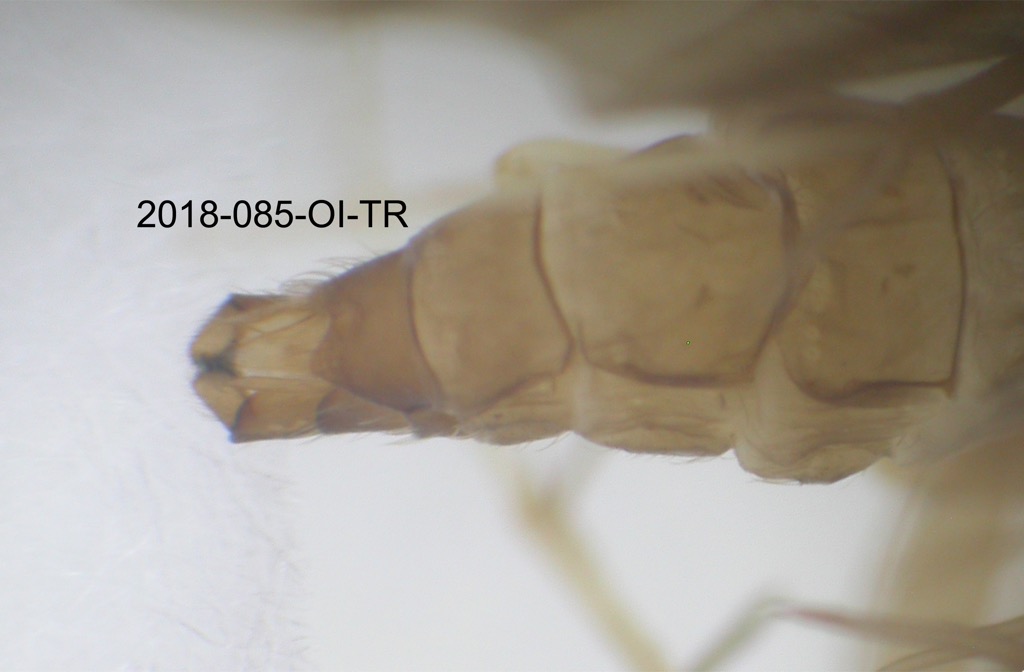 genitalia dorsal