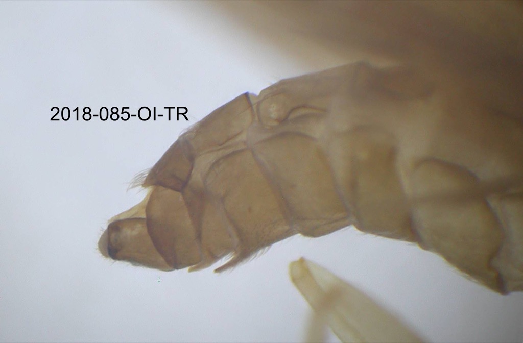 genitalia lateral