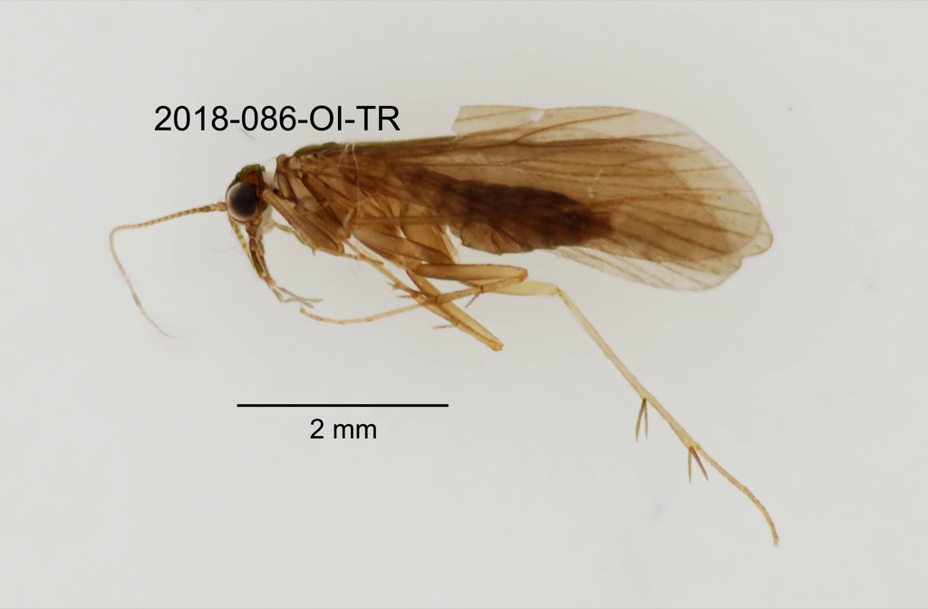 lateral