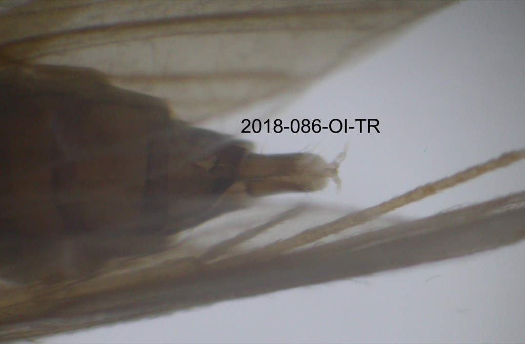 genitalia dorsal