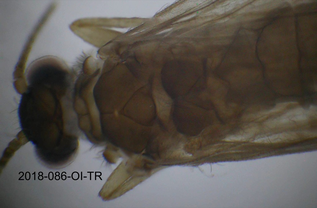 head and thorax dorsal