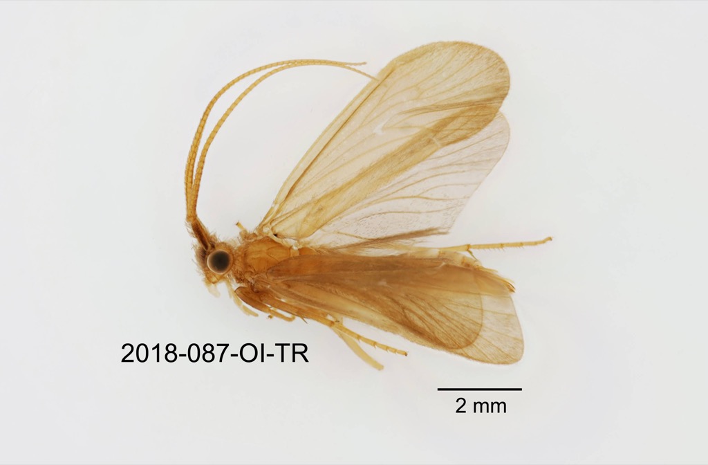 lateral