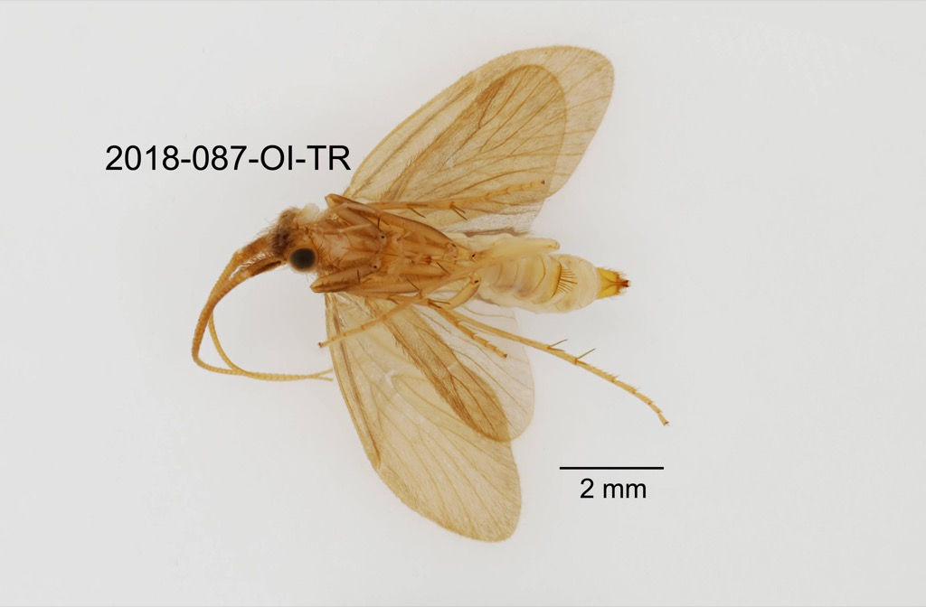 ventral