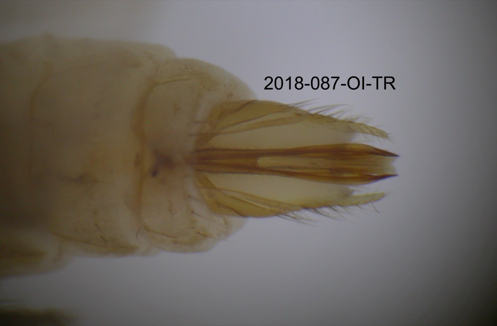 genitalia dorsal
