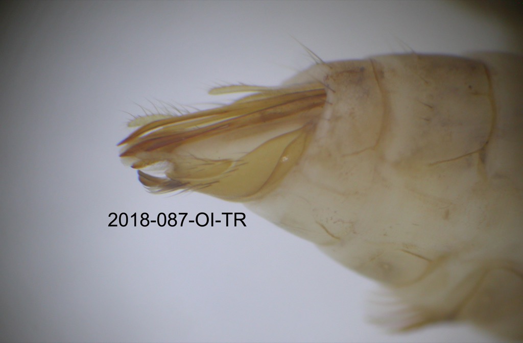 genitalia lateral