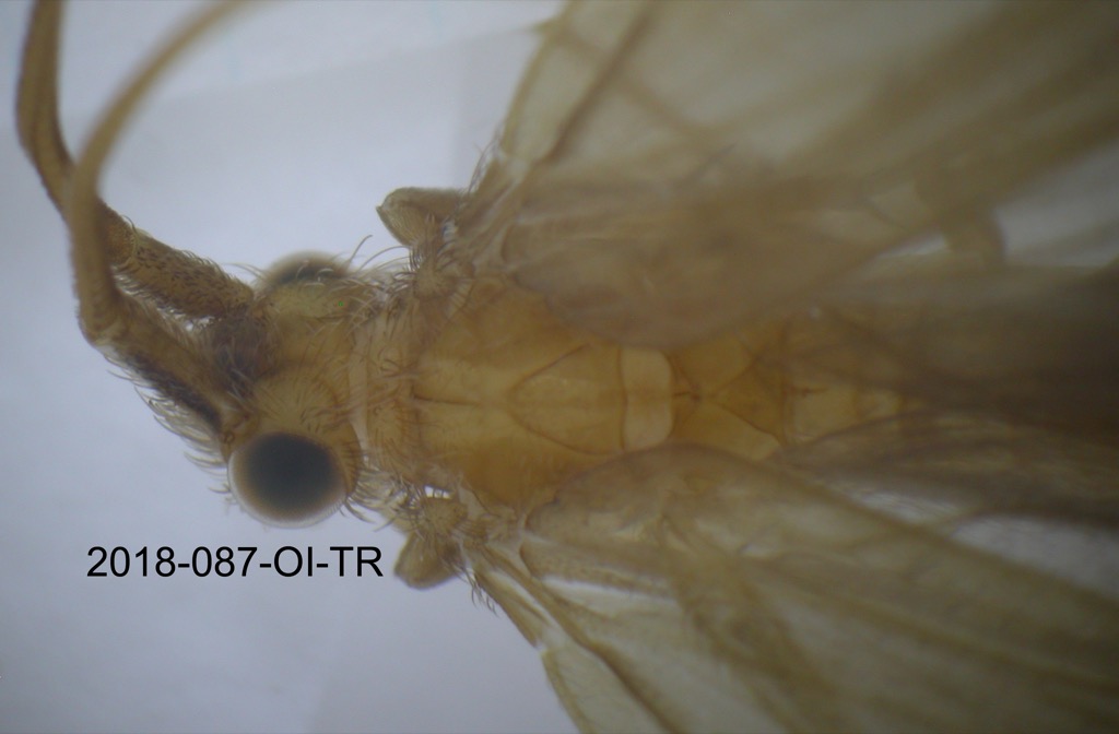 head and thorax dorsal