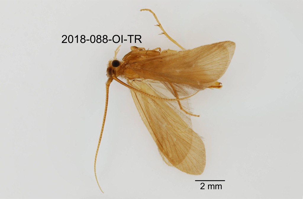 dorsal