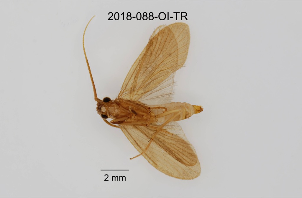 ventral