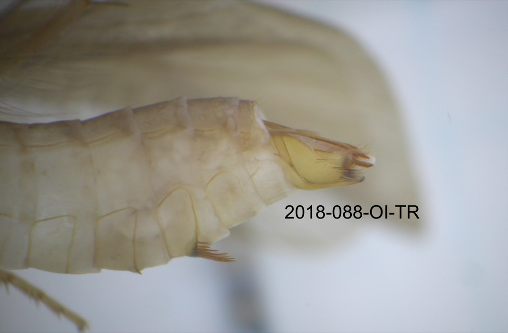 genitalia lateral
