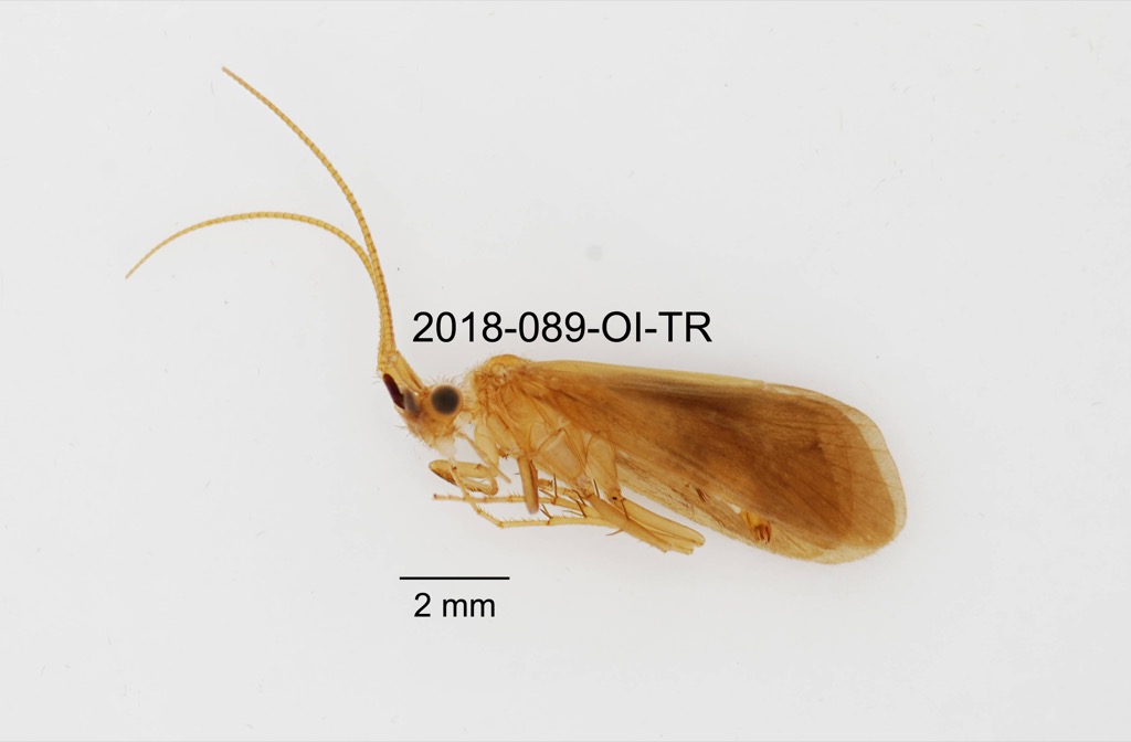 lateral