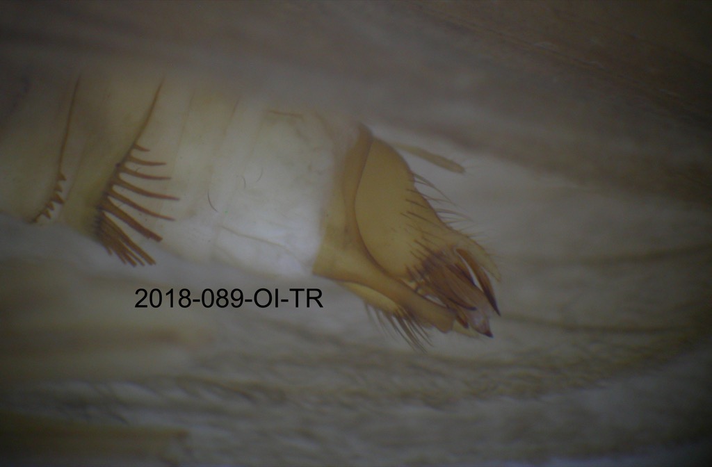 genitalia lateral