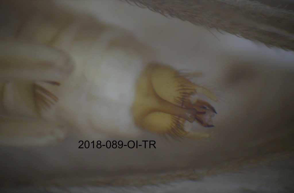 genitalia ventral