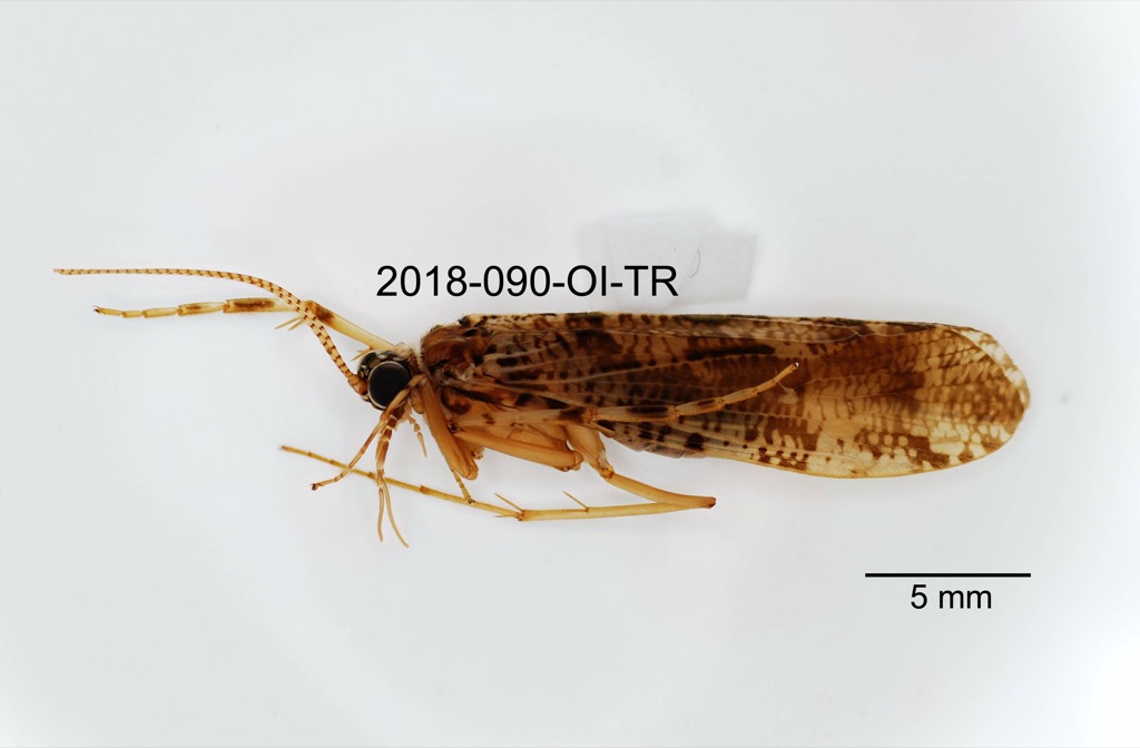 lateral
