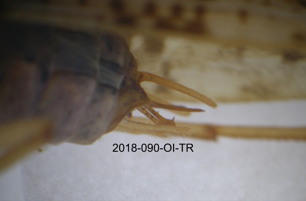 genitalia lateral