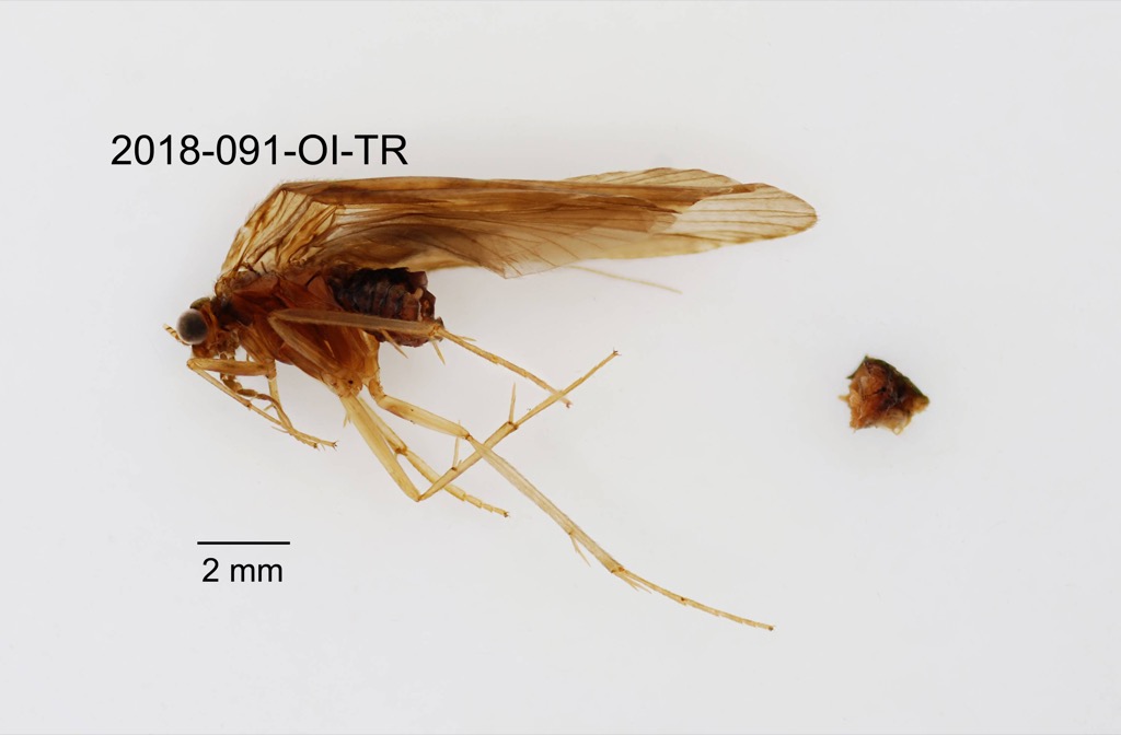 lateral