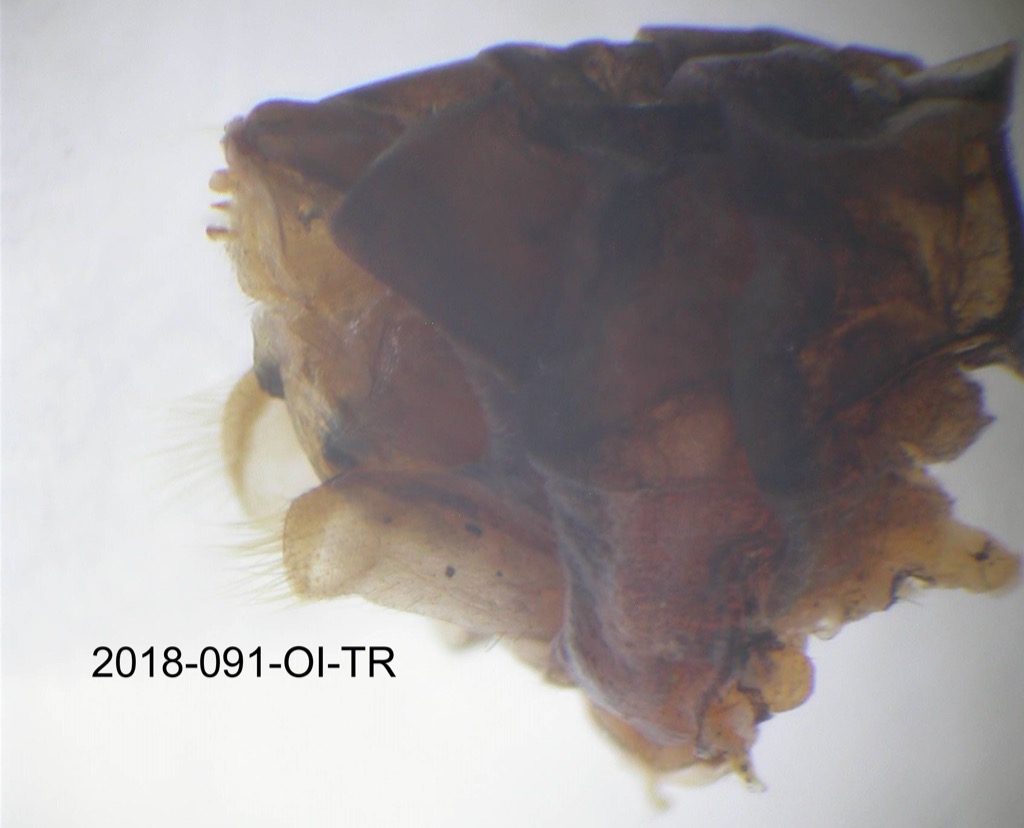 genitalia lateral