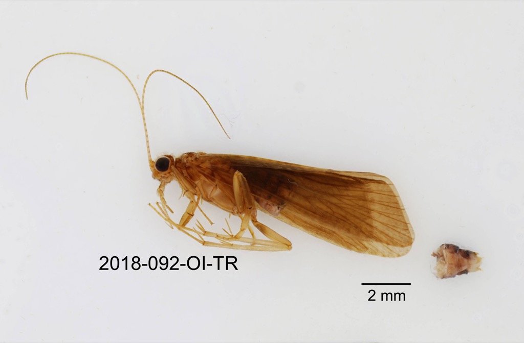 lateral