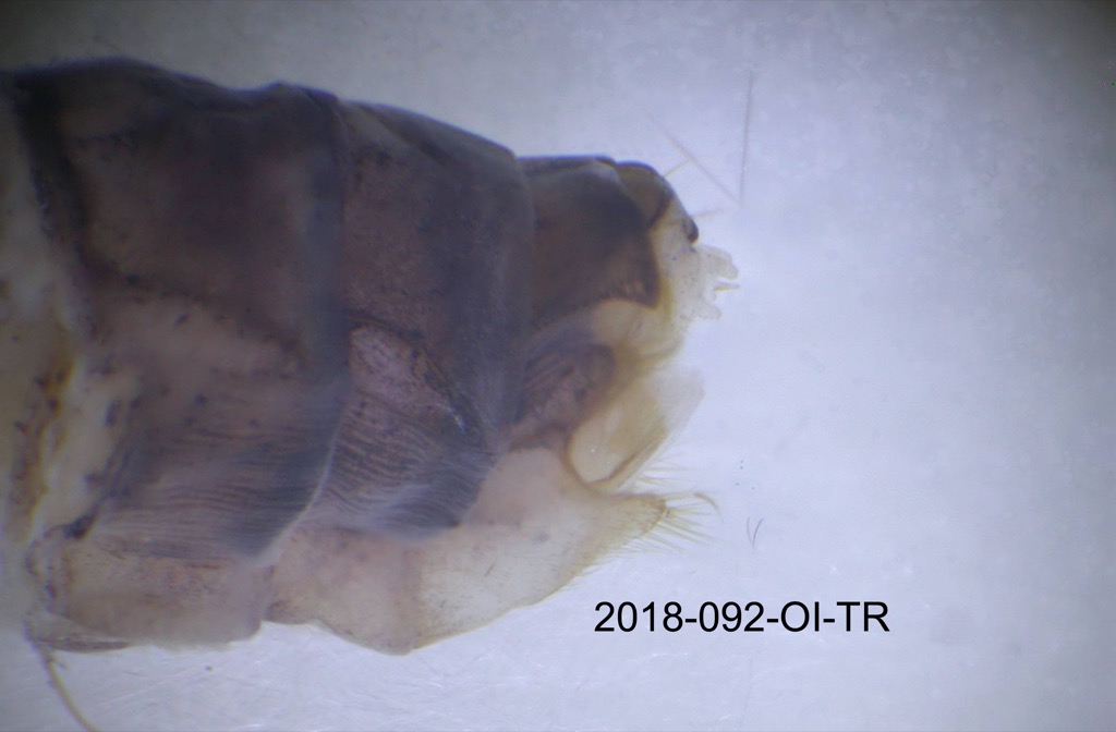 genitalia lateral