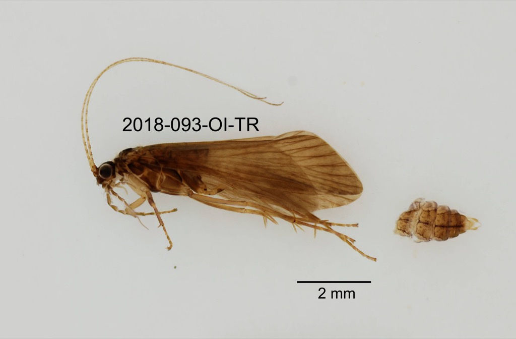 lateral