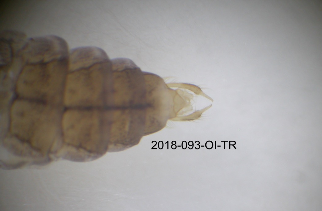 genitalia dorsal