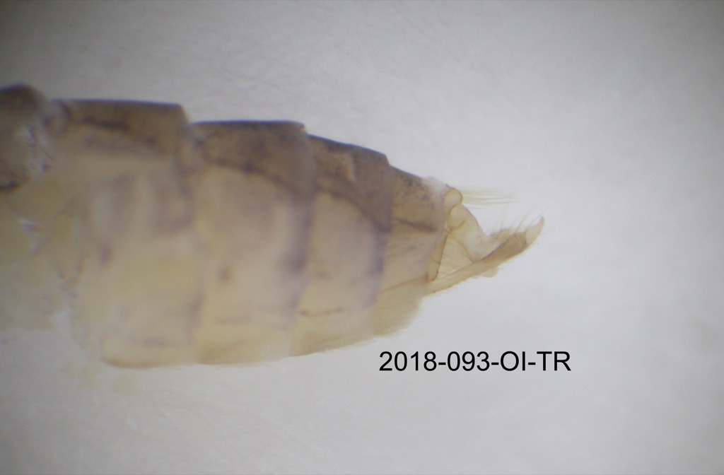genitalia lateral