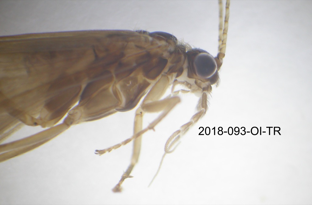 head and thorax lateral
