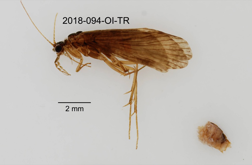 lateral