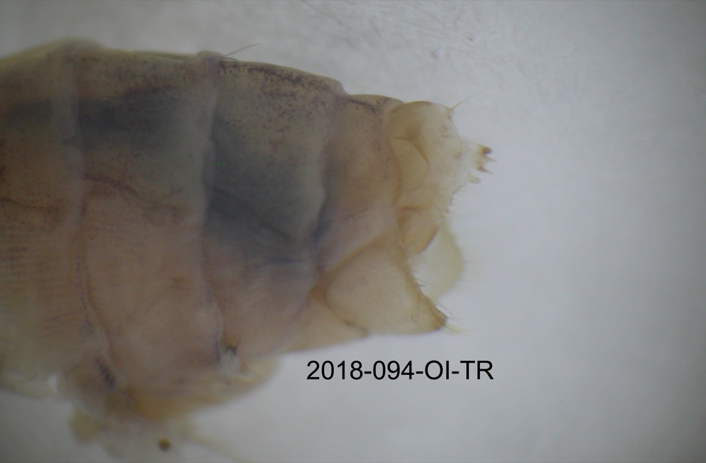 genitalia lateral