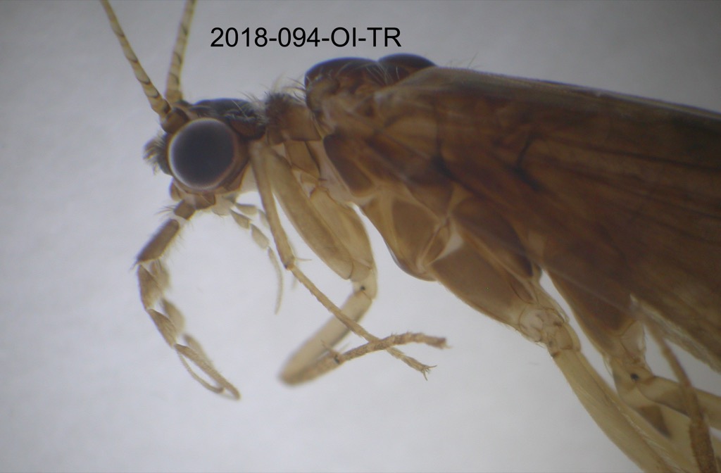 head and thorax lateral