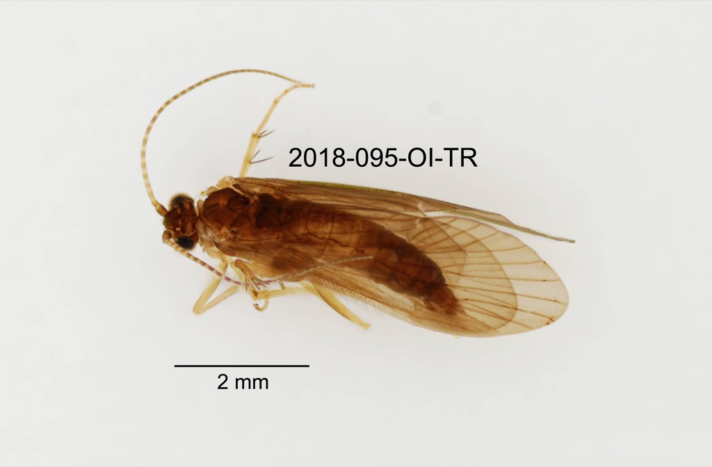 dorsal