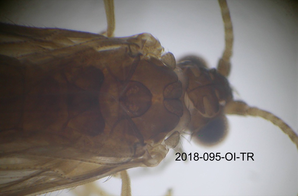 head and thorax dorsal