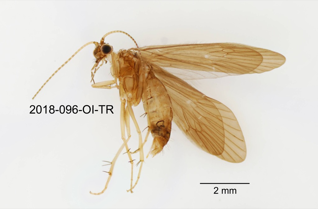 lateral