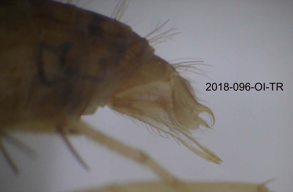genitalia lateral