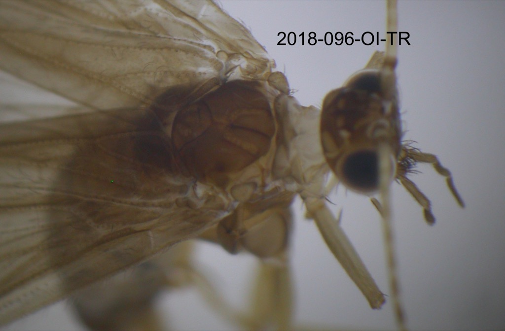 thorax dorsal