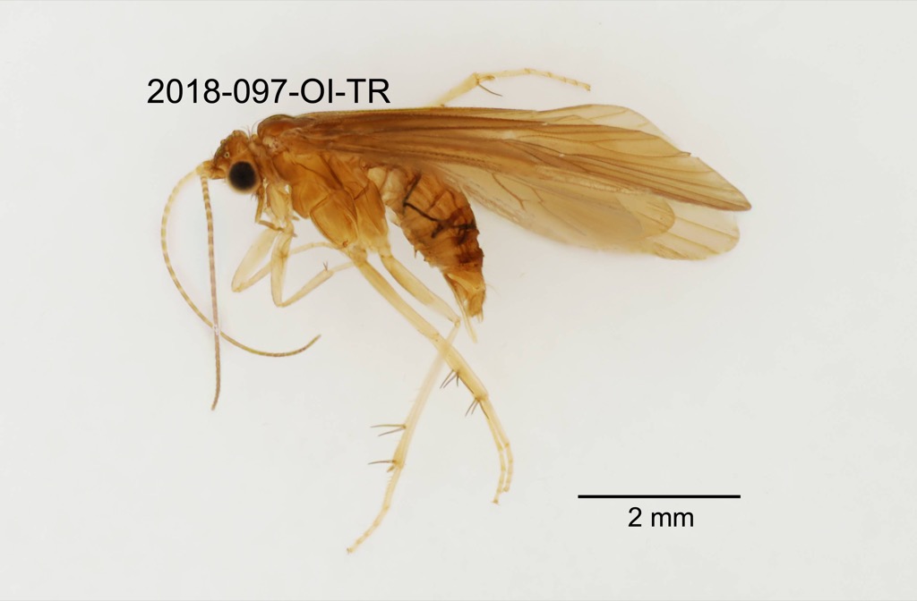 lateral