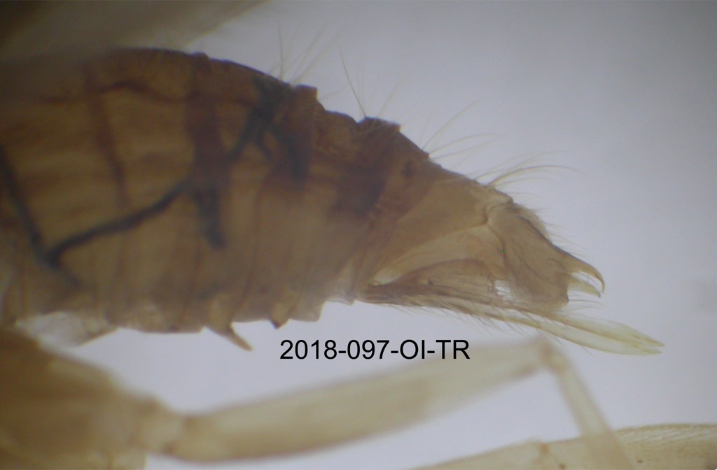 genitalia lateral