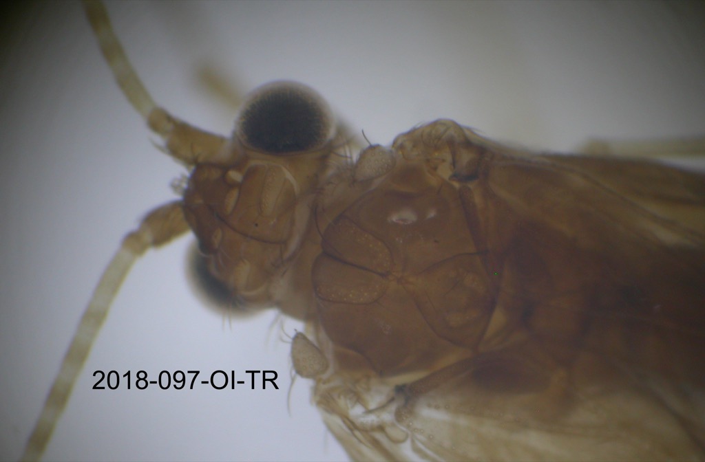 head and thorax dorsal