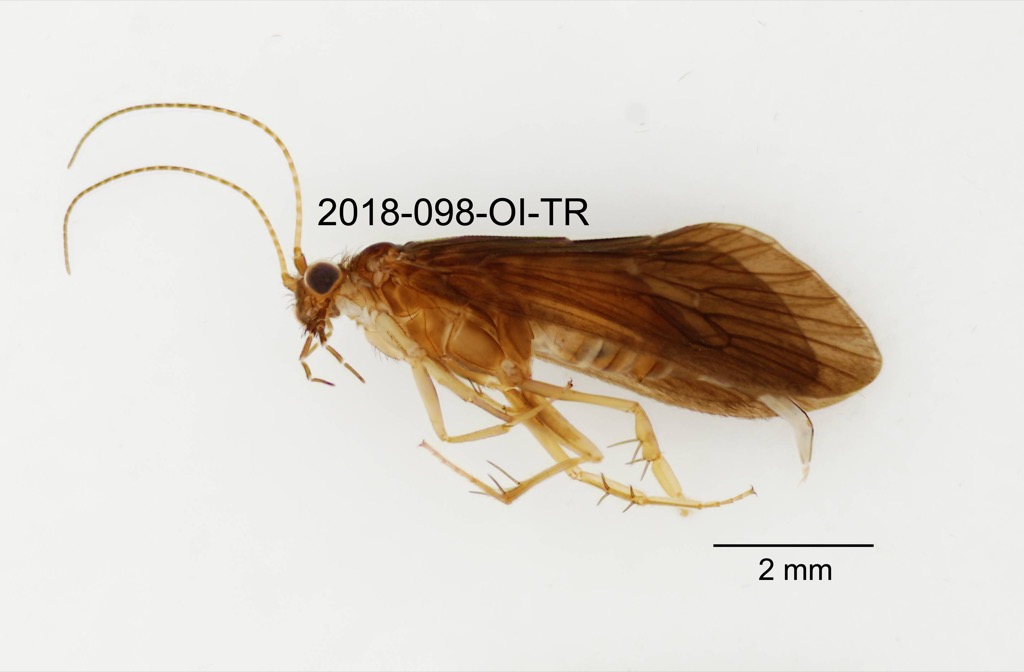 lateral
