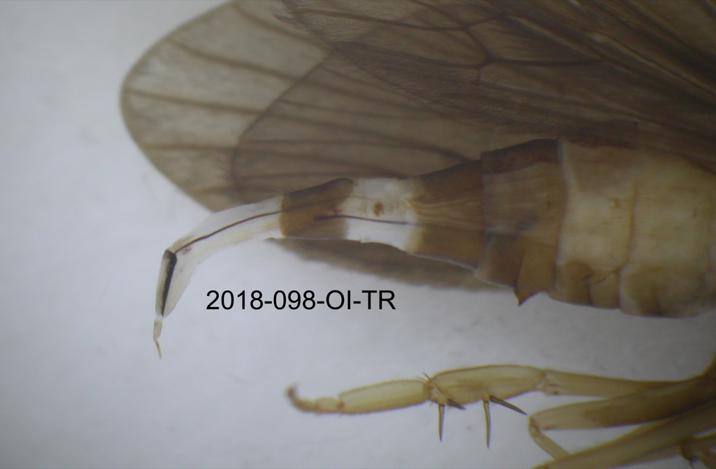 genitalia dorsal