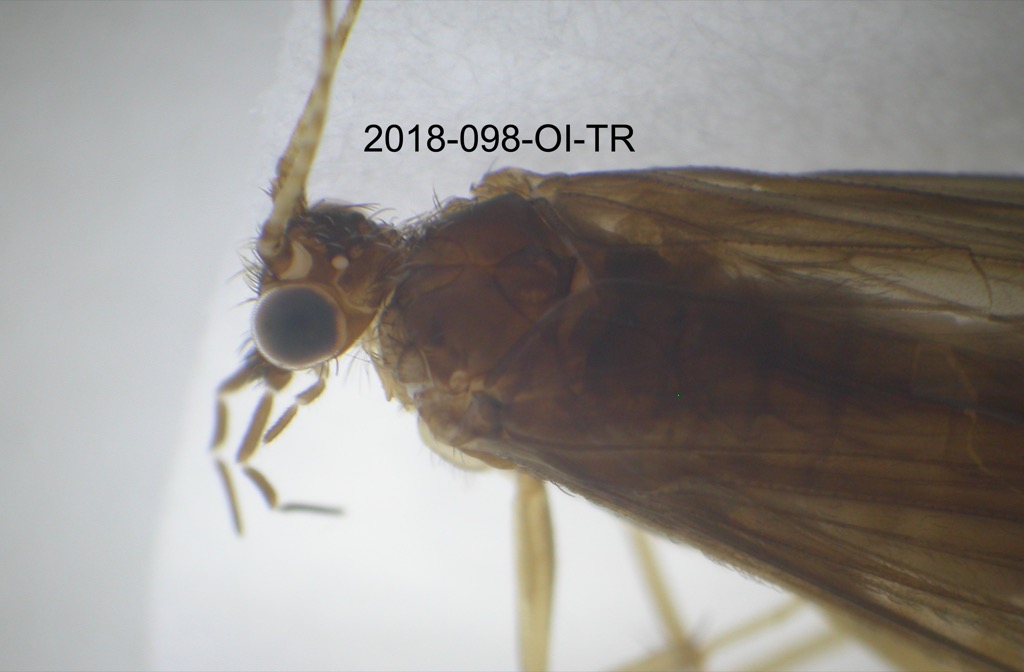 head and thorax dorsal